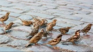 Burung Kota Ternyata Bisa Membedakan Jenis Kelamin Manusia