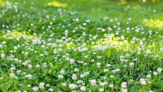 Manfaat Semanggi untuk Halaman: Rahasia Kebun Subur Tanpa Repot