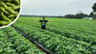 Panduan Lengkap Budidaya Edamame: Teknik Olah Lahan hingga Perawatan Intensif untuk Hasil Maksimal