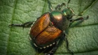 Mengenal Serangga di Sekitar Rumah: Hobi Berkebun yang Lebih Aman dan Menyenangkan