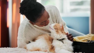 Teka-Teki Evolusi: Apakah Manusia Lebih Dekat dengan Kucing atau Anjing?