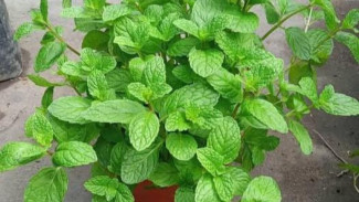 Tips Menanam Daun Mint di Rumah agar Tumbuh Subur dan Rimbun