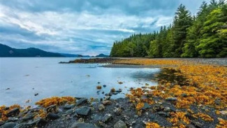 Menjelajahi Pesona Haida Gwaii Kepulauan Unik di Tepi Dunia yang Magis
