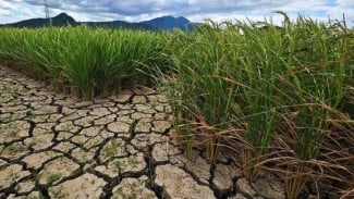 Beras di Ujung Tanduk: Menatap Batas Kritis Pangan Kita di Tengah Krisis Iklim