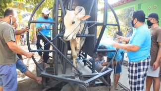 IDULADHA 2026: Gama Abilawa Portable Restraining Box, Tingkatkan Efisiensi Pemotongan dan Kesejahteraan Ternak