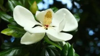 Merawat Pohon Magnolia di Bulan Mei, Rahasia Hobi Berkebun yang Menghasilkan Bunga Indah Berkilau