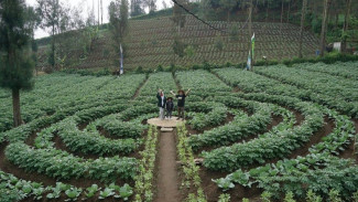 Desa Wisata Ngadiwono - Tosari, Pesona Alam Lereng Bromo dan Harmoni Budaya Tengger