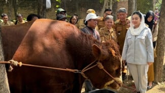 Sapi Kurban Presiden RI di Brebes Tembus 1,2 Ton, Hasil Teknologi IB Jadi Kebanggaan Peternak Lokal