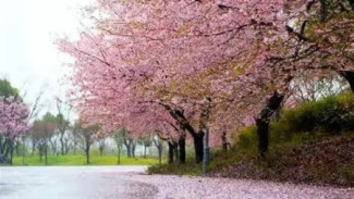 Menjelajahi Keindahan Musim Sakura di Shanghai untuk Solo Traveler