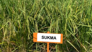 Padi Sukma dari Malang Siap Jadi Varietas Unggul Nasional, Produktif dan Tahan Penyakit Blas