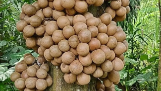 Buah Kepel Kyai Radiman Resmi Jadi Varietas Lokal Malang, Warisan Langka Indonesia yang Sarat Sejarah