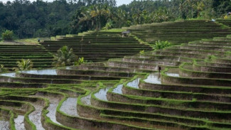 Harmoni Hijau di Tanah Dewata: Menyelami Kedalaman Filosofi Subak Bali yang Mendunia