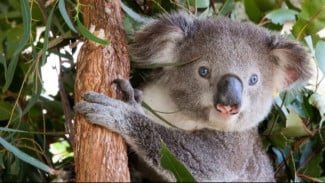 Langkah Kriptopreservasi Koala demi Menyelamatkan Populasi Satwa Unik dari Kepunahan