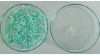 Solusi Hijau dari Mikroalga: Menyingkap Rahasia Senyawa EPS Spirulina sp. dalam Menjaring Limbah Mikroplastik