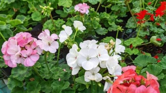 Mengenal Geranium, Tanaman Cantik Tahan Panas, Cocok untuk Mempercantik Balkon dan Teras Rumah