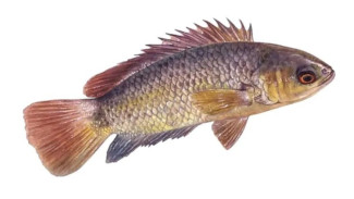 BRIN Kembangkan Pemuliaan Ikan Papuyu, Dorong Jadi Komoditas Akuakultur Unggulan Indonesia