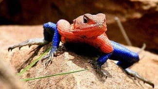 img_title