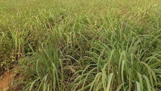 Serai Wangi Jadi Peluang Usaha, Petani Jatipuro Kembangkan Minyak Asiri