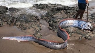 Ikan “Kiamat” 4 Meter Terdampar di Lombok, Ini Penjelasan Ilmiahnya