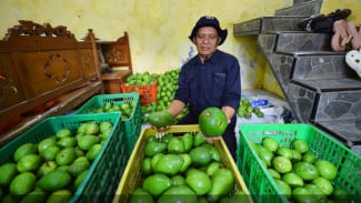 Ketika Petani Alpukat Purwodadi, Kabupaten Pasuruan, Jawa Tengah Panen...