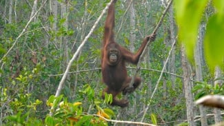 Kemenhut Perkuat Call Center Penyelamatan Orangutan Terdampak Karhutla