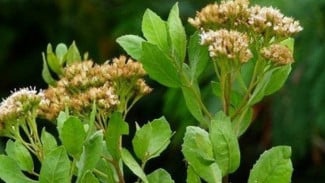 4 Manfaat Daun Beluntas untuk Kesehatan: Termasuk Kaya Antioksidan dan Antibakteri
