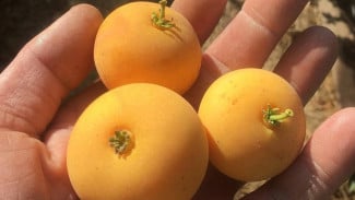 Kei Apple, Buah Unik Afrika yang Tahan Kekeringan dan Kaya Potensi
