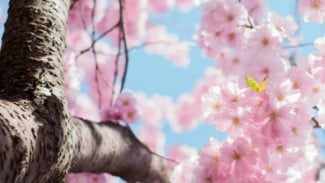 Musim Semi di Osaka, Waktu Terbaik Berburu Sakura dari Maret hingga Mei