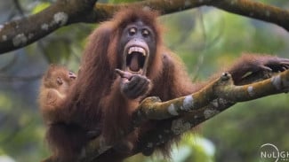 Bukit Lawang, Desa di Gerbang Hutan Leuser Tempat Orangutan Liar Masih Bisa Disapa