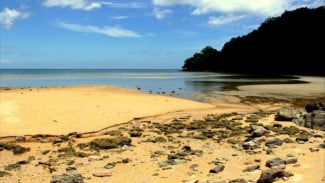 CMC Tiga Warna Malang Selatan: Menyusuri Hutan Bakau Menuju Enam Pantai yang Dijaga Warga, Wajib Didampingi Pemandu