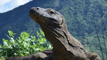 img_title