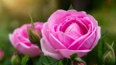 img_title