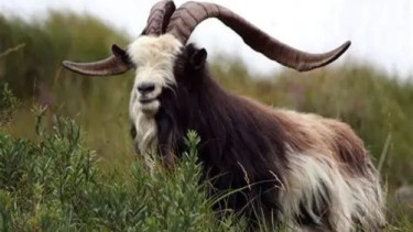 img_title
