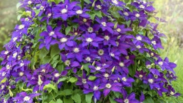 img_title