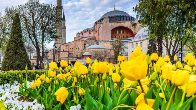 Taman Bunga Tulip di halaman Hagia Sophia, Istanbul, Turki