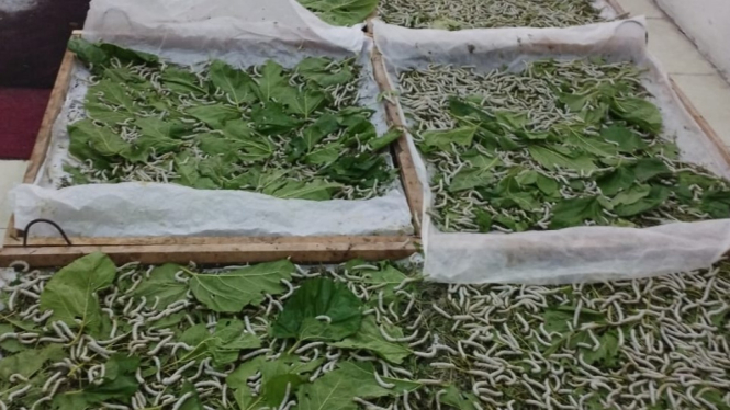 Ulat sutera sedang makan daun murbei