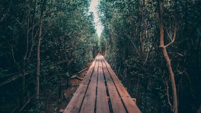 Ekowisata Mangrove
