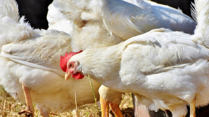 Beternak Ayam (illustrasi)