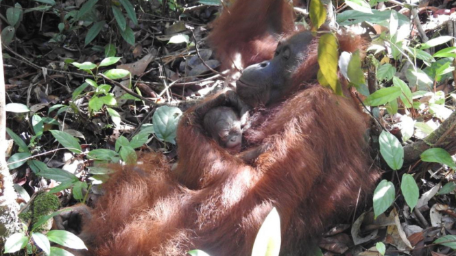 Orangutan Acuy Melahirkan Bayi Jantan, Selamatttttt.....