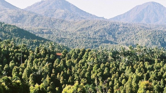 Kebun Cengkeh