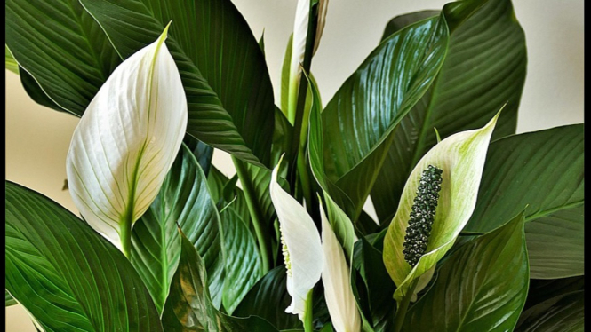 Peace Lily