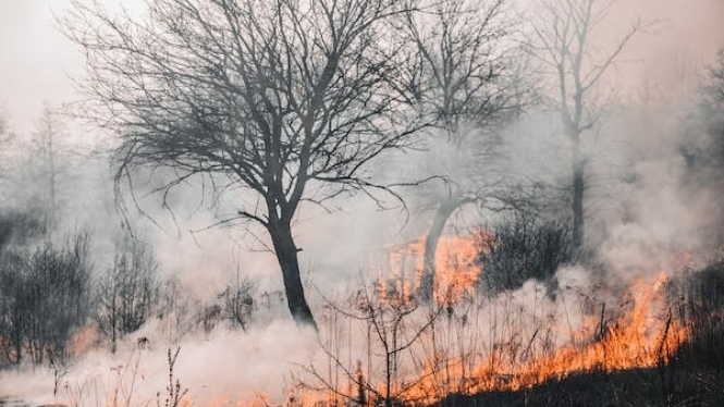 Kebakaran hutan patut diwaspadai