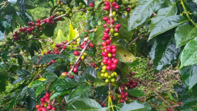 Kopi Priangan