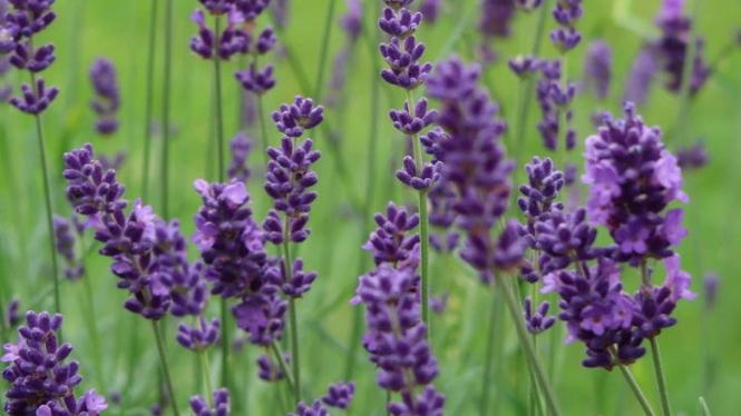 Bunga Lavender Dapat Membantu Anda Tidur Nyenyak