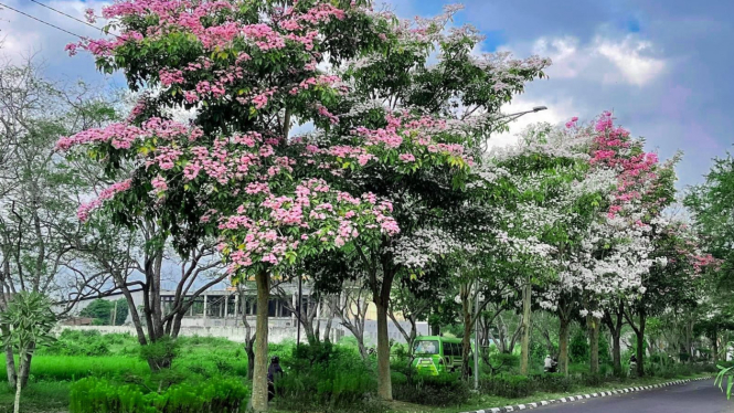 Mirip Sakura, Puluhan Pohon Tabebuyadi Lumajang Sudah Berbunga