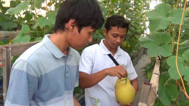 Agrowisata Green House Petik Melon di Desa Pugeran, Klaten