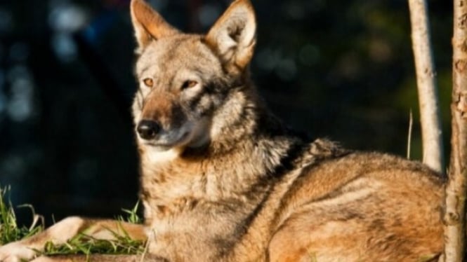 Coyote Misterius dari Pulau Galveston