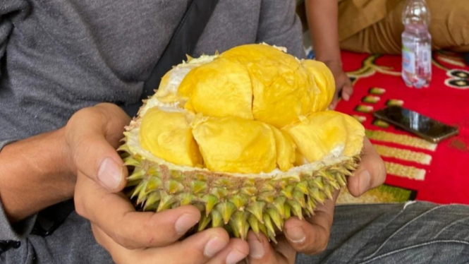 Lezatnya Durian dari Kabupaten Lebak, Banten, Warna Kuning Merekah