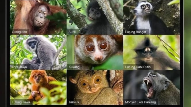 Primata Indonesia