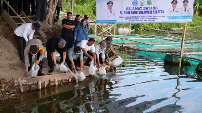 PJ Gubernur Sulsel Tebar Benih Ikan Nila di Pinrang